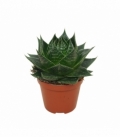 Aloe