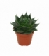 Aloe