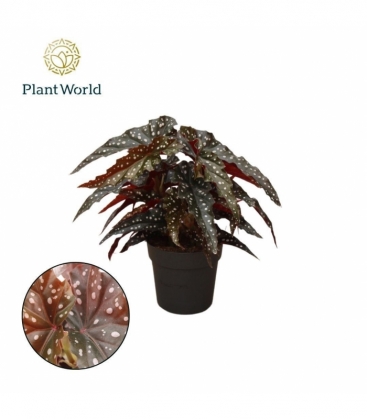 Begonia