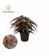 Begonia