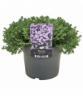 Thymus