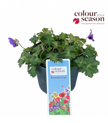 Geranium