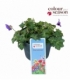 Geranium