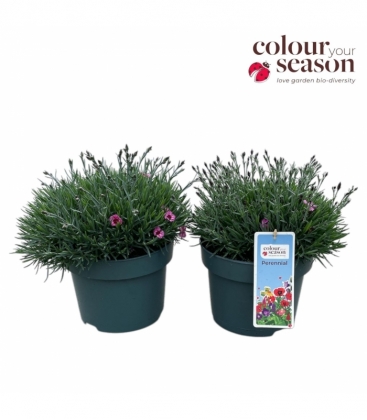 Dianthus