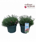 Dianthus