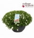 Arenaria