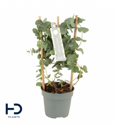 Eucalyptus