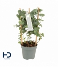 Eucalyptus