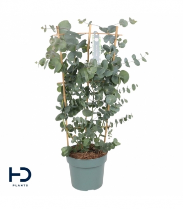 Eucalyptus