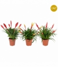 Vriesea