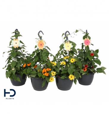 Thunbergia