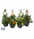 Thunbergia