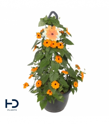 Thunbergia