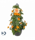 Thunbergia
