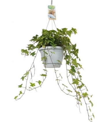 Hedera