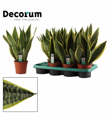 Sansevieria