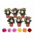 Kalanchoe