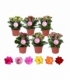 Kalanchoe