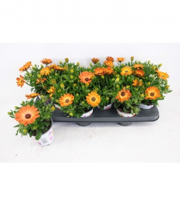 Osteospermum