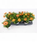 Osteospermum