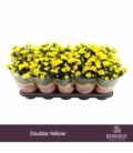Chrysanthemum