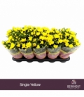 Chrysanthemum