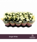 Chrysanthemum