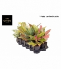 Aglaonema