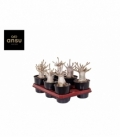 Adenium