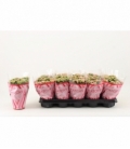 Kalanchoe