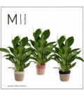 Spathiphyllum