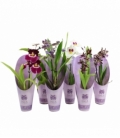 Orchids