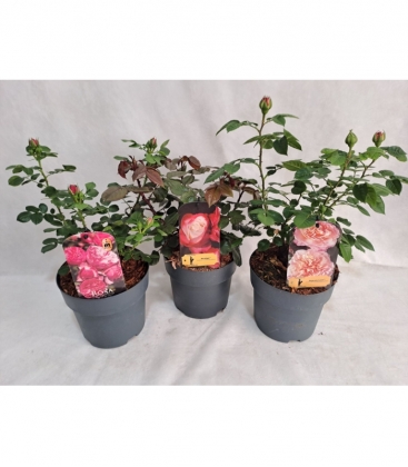 Rosa