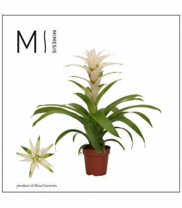 Guzmania