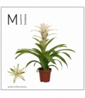 Guzmania