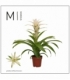 Guzmania