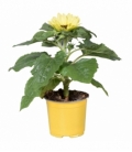 Helianthus