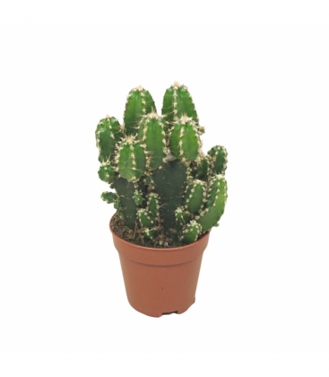 Cereus