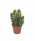 Cereus