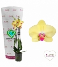 Phalaenopsis