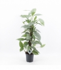 Epipremnum