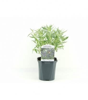 Caryopteris