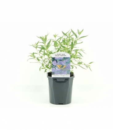 Caryopteris