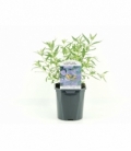 Caryopteris