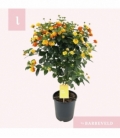 Lantana