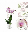 Phalaenopsis