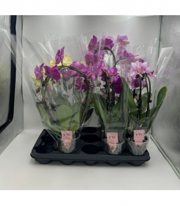 Phalaenopsis