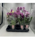 Phalaenopsis