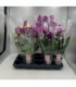 Phalaenopsis