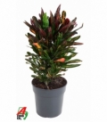 Croton